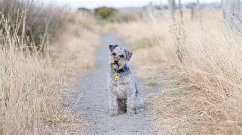 The Ultimate Guide to Schnoodles: Traits, Care, and Temperament - Dogsintl