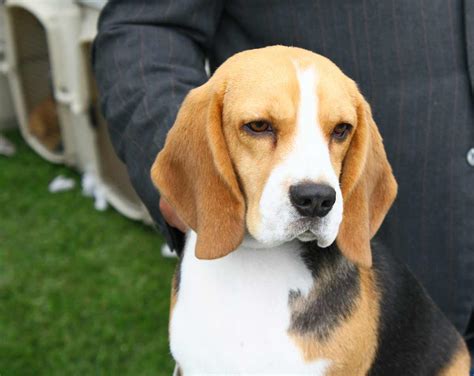 Beagle Dog Breed Pictures, Photos, & Images