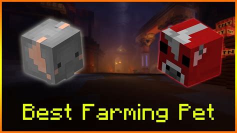 Farming Pets in Hypixel Skyblock Minecraft - Everything to know