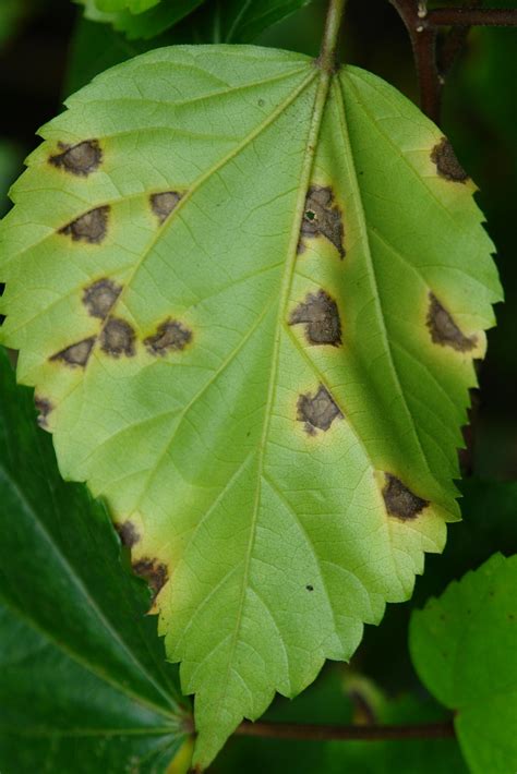 Hibiscus: Bacterial leaf spot caused by Pseudomonas cichor… | Flickr