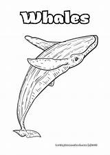 15 Free Whale Coloring Pages  LovingHomeschoolcom sketch template