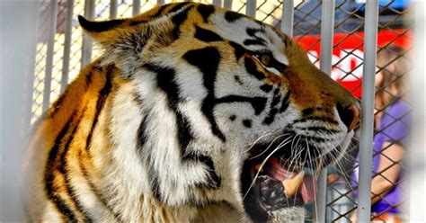 LSU Tigers live mascot 'Mike' won't be on field at home games : 247sports - kinds of diseases ...