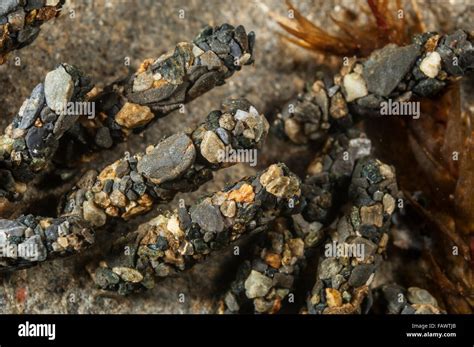 Cadiisfly (insect order Trichoptera) larvae attached to a rock, Southcentral Alaska, winter ...