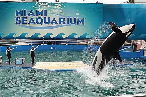 Tragic Lolita's dolphin tankmate relocated to Texas - DIVE Magazine