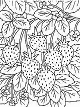 Strawberries Free Printable coloring Page  Download Print Or Color sketch template