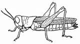 Cricket Insect Coloring Page sketch template