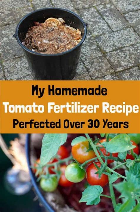 My Tomato Fertilizer Recipe Perfected Over 30 Years | Tomato fertilizer, Organic vegetables ...