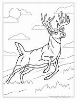 30 Deer Coloring Pages Free PDF Printables sketch template