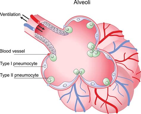 Using alveolar epithelia as a model for coronavirus infection