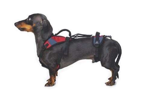 Help 'Em Up Dog Harness | Cruising | Pinterest