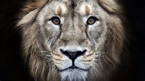 Lion Wallpaper - Majestic, Wildlife, Animals #16063