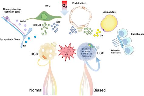 Frontiers | Leukemia Stem Cell Release From the Stem Cell Niche to ...