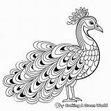 Peacock Coloring Pages  Free & Printable sketch template
