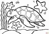 Sea Turtle coloring page  Free Printable Coloring Pages sketch template