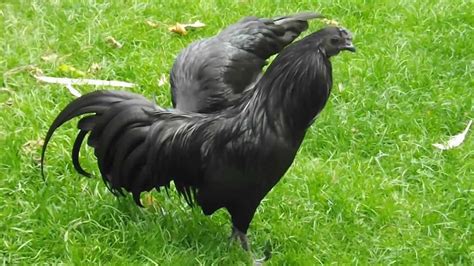 sumatra chicken hen - Google Search | Pet chickens, Pet birds, Raising ...