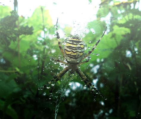 After rain spider by Shady081988 on DeviantArt