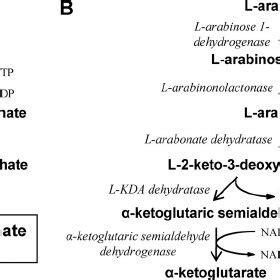 Pathways of L -arabinose metabolism in bacteria. (A) The... | Download Scientific Diagram