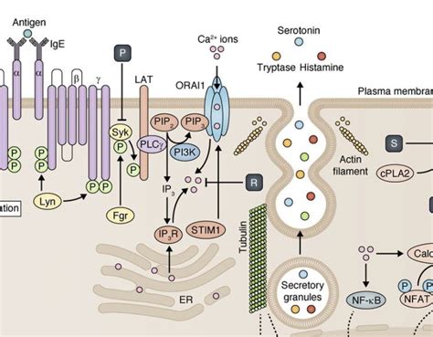 Tryptase Test - for MCAS (Mast Cell Activation Disorder) | Second ...