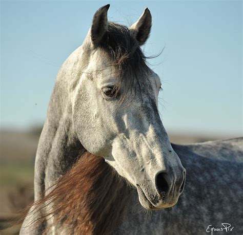 Grey Andalusian horse | Pretty horses, Horses, Show horses