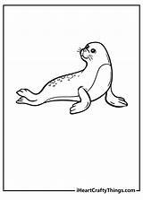 15 Seal Coloring Pages 100% Free Printables sketch template