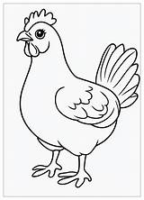 Chicken Coloring Pages  Fun For All Ages With Printable Illustrations sketch template