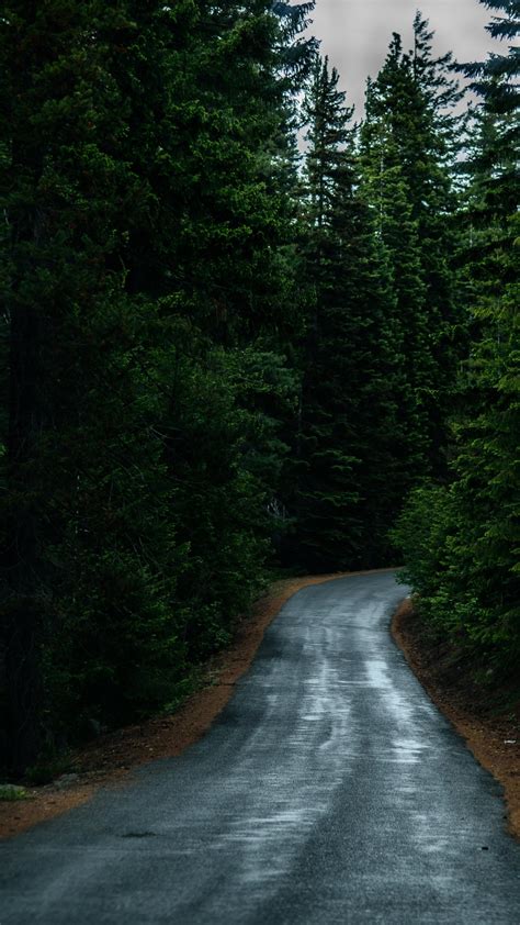 Road Through Forest Wallpaper - iPhone, Android & Desktop Backgrounds