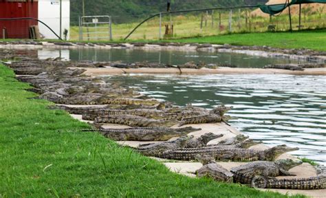 South Africa Crocodile Farm, Hurt By Drought, Is Where Gucci Bags Start - Circle of Blue