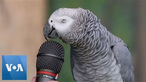 Talking Parrot | VOANews | Talking parrots, African grey parrot talking, African grey parrot