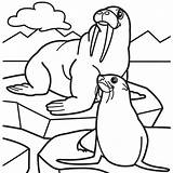 Walrus Coloring Pages  Learny Kids sketch template