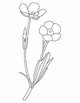 Buttercup Flower Coloring Pages sketch template
