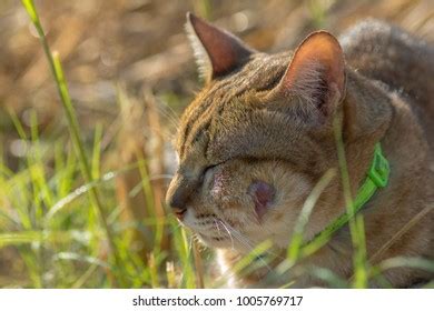 Cat Abscess Bite Wound On Face Stock Photo 1005769717 | Shutterstock
