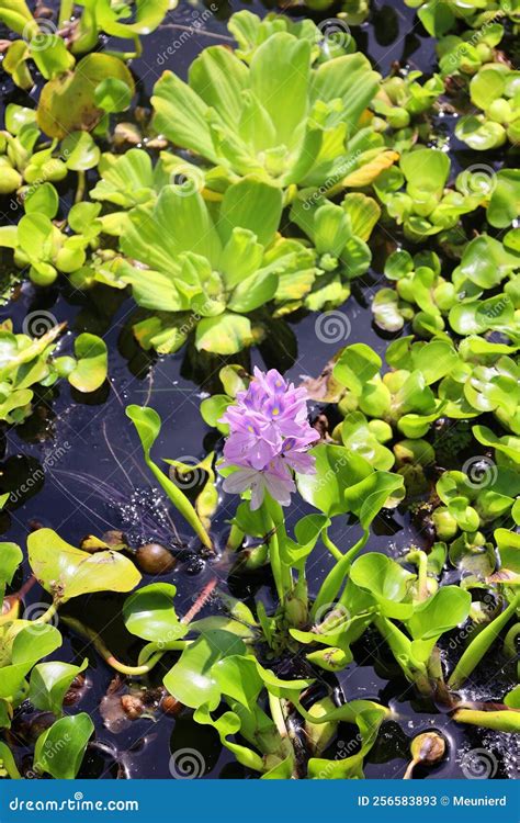 Pontederia Crassipes Formerly Eichhornia Crassipes Stock Image - Image of eichhornia, color ...