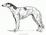 Whippet Coloring Pages At GetColoringscom  Free Printable Colorings sketch template
