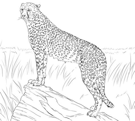 Get This Cheetah Coloring Pages Free yxn4m