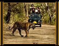Raja Ji National Park, Wildlife Tour Packages, Luxury Wildlife Tours, वन्यजीव पर्यटन in Rest ...