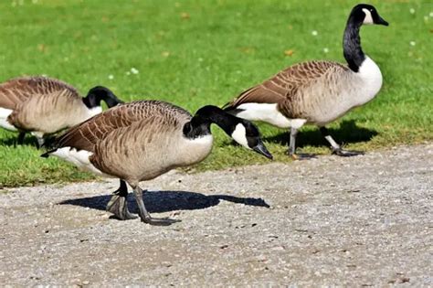 About the Canada Goose: Appearance, biology, life cycle, habitat, diet ...