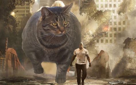 Buff Cat Captivates Internet And People Are Creating Hilarious Memes ...