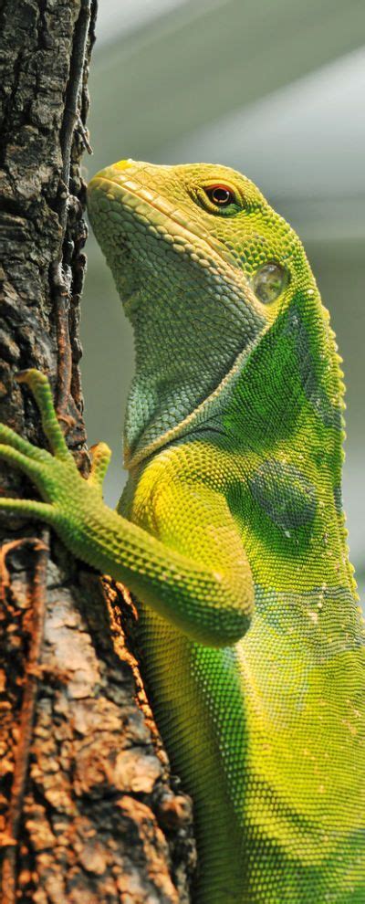 Iguanas are cute don't you think | Animals beautiful, Animals, Iguana