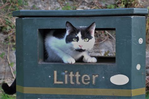 7 Tips for Choosing a Cat Litter Box that is Worth Spending Money On ...