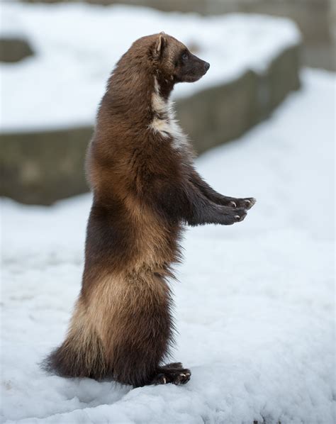 standup wolverine | Wolverine animal, Wolverine, North american animals