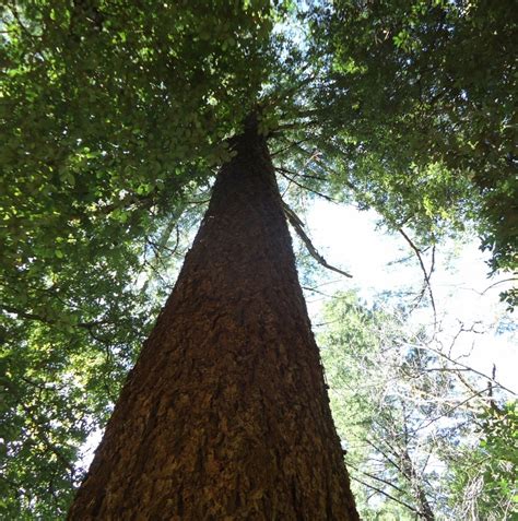 File:Tall tree in California.jpg - Wikipedia