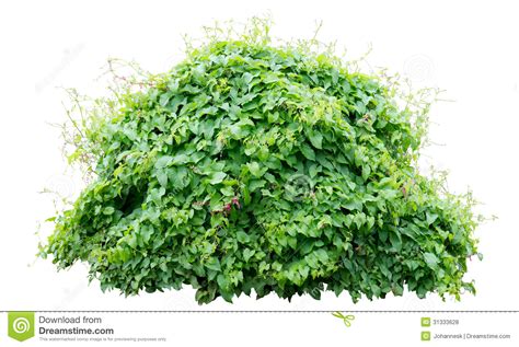 Free Green Bush Cliparts, Download Free Green Bush Cliparts png images ...