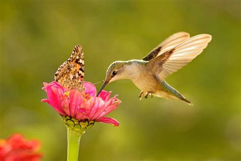 Where Do Hummingbirds Migrate in Winter? - Birds and Blooms