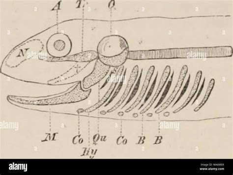 . Elements of the comparative anatomy of vertebrates Stock Photo - Alamy