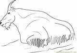 Mountain Goat Coloring Page For Kids  Free Printable sketch template