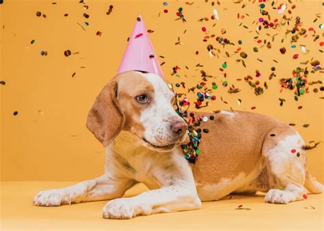 Funny dog with party hat and confetti Photo | Free Download