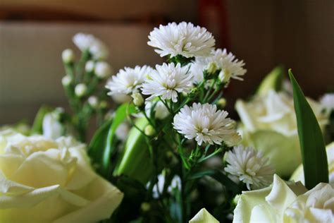 White Chrysanthemum Free Stock Photo - Public Domain Pictures