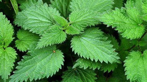 LA SOLIDARIDAD: 15 Healthy reasons why you should eat Nettle leaves (Kulitis Dahon)