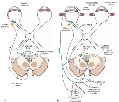 The pathways mediating (A) the pupillary light and (B) accommodation reflexes. | Neuro ...