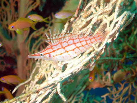 On the trail of Longnose Hawkfish